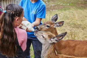 Canada Québec Evasion Famille Autotour Nature Animaux Ferme 5 Etoiles Nourrir Soins Voyage O-Nord