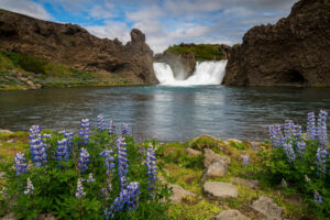 Islande Autotour Eté Nature aventure Paysage Hjálparfoss Cascade Fleur Voyage O-Nord