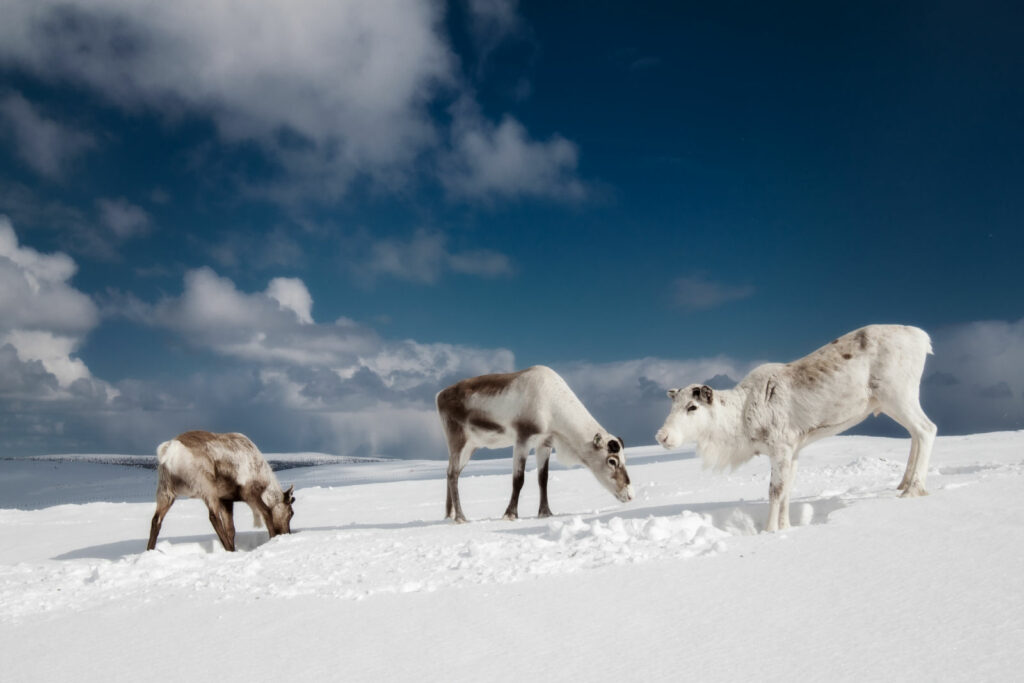 Finlande Norvège Suède Laponie rennes neige grands espaces voyages sur mesure O-Nord